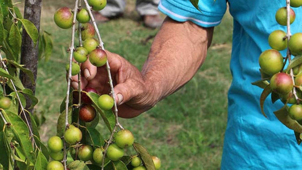 Camu Camu – Verdens Rikeste Naturlige Kilde til C-vitamin