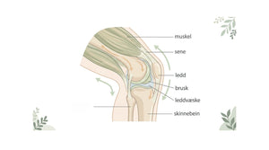 Anatomisk illustrasjon av ledd, muskler, sener og brusk – hvordan Muskel & Ledd Gel virker